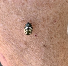 Calligrapha confluens