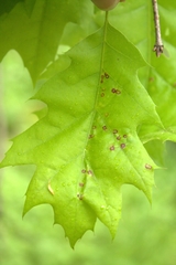 Polystepha quercifolia