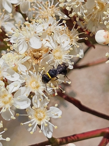 Primrose-spotted Masked Bee