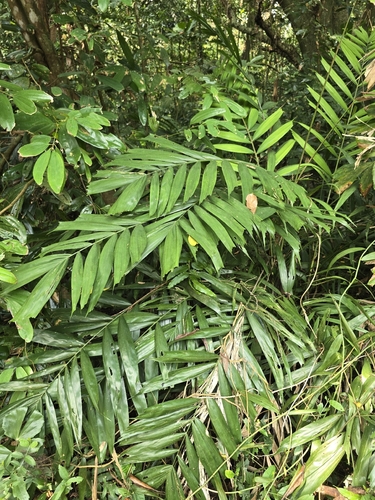 Ptychosperma propinquum observed 2026-09-29