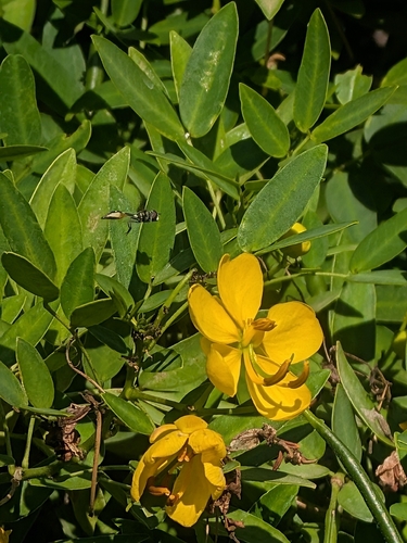 Four-speckled Hover Fly