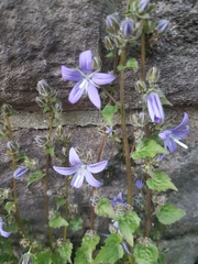 Campanula poscharskyana