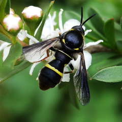 Leucopsina odyneroides