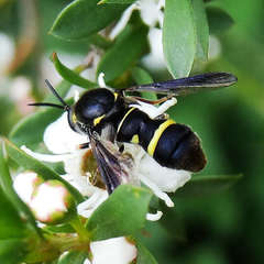 Leucopsina odyneroides
