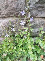 Campanula poscharskyana