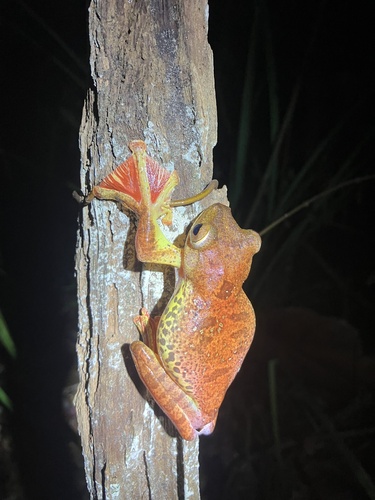 Rhacophorus pardalis observed 2026-09-30