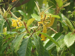 Byrsonima crassifolia