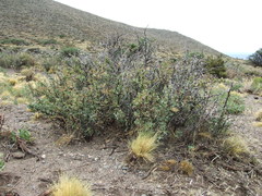 Berberis grevilleana