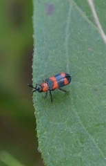 Microrhopala pulchella