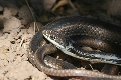 Masticophis taeniatus taeniatus