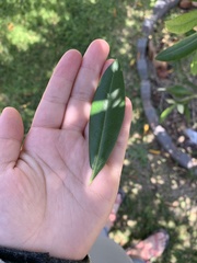 Olea europaea