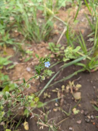 Lappula occidentalis