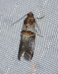 Acrobasis blanchardorum