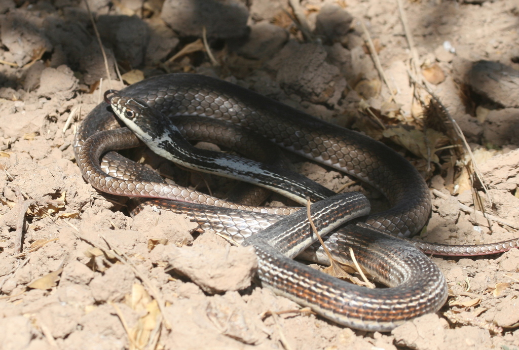 Desert Striped Whipsnake