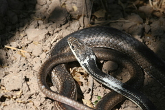 Masticophis taeniatus taeniatus