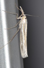 Eufernaldia cadarellus