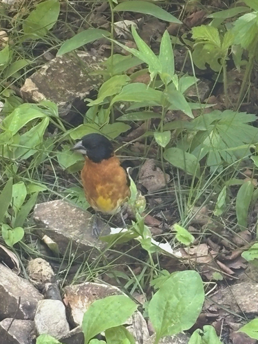 Black-headed Grosbeak