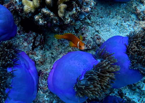 Amphiprion nigripes observed 2026-09-23
