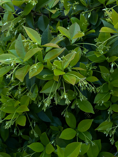 Trachelospermum jasminoides observed 2026-10-01