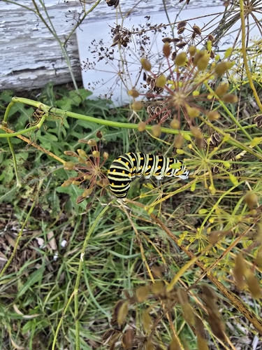 Black Swallowtail