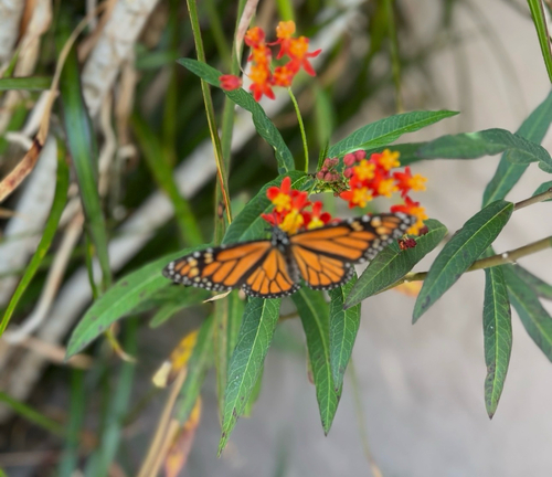Monarch