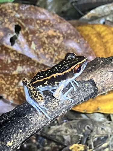 Pulchrana signata observed 2026-09-30