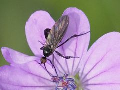 Empis pennipes