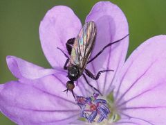 Empis pennipes