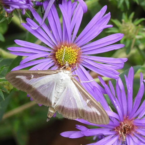 Box Tree Moth photo 4