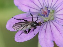 Empis pennipes