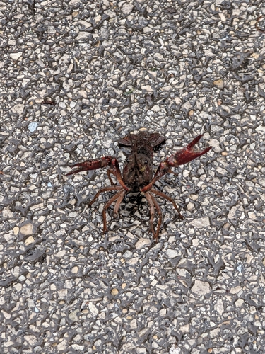 Red Swamp Crayfish