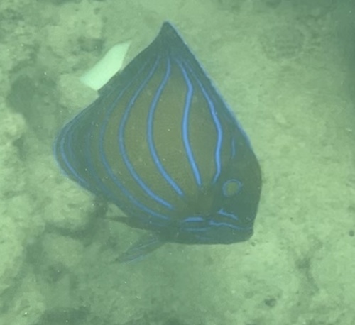 Pomacanthus annularis observed 2026-09-26