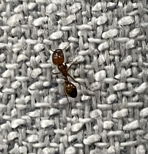 Southern Fire Ant