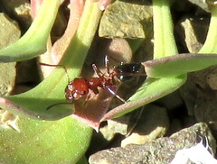Crematogaster melanogaster