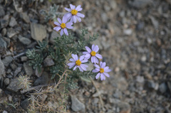 Asterothamnus heteropappoides
