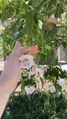 × chitalpa tashkentensis