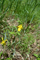 Iris arenaria