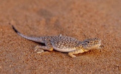 Phrynocephalus arabicus