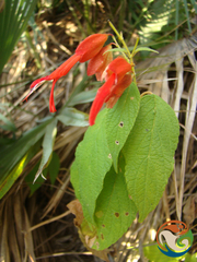 Salvia sessei