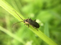 Atalantycha dentigera