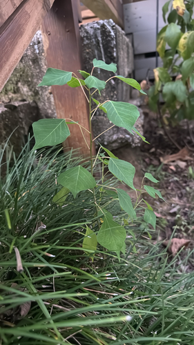 Chinese Tallow