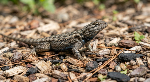 Western Fence Lizard
