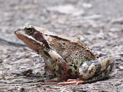 Rana temporaria