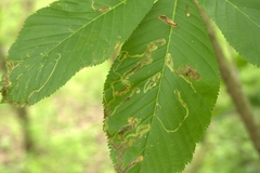 Phytomyza aesculi