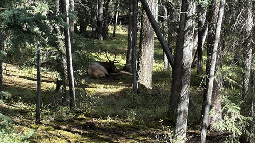 Wapiti