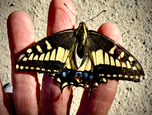 Anise Swallowtail