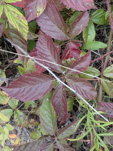 Rubus permixtus observed 2026-09-30