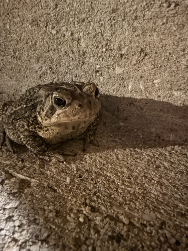 American Toad