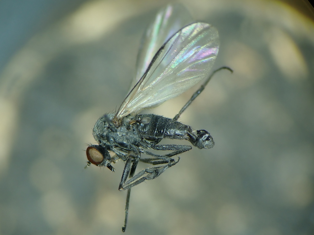 Hilara galactoptera