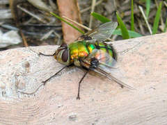 Chrysorutilia